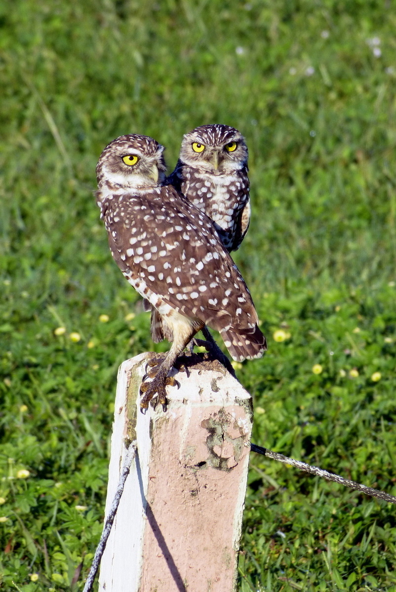 Burrowing Owls  Lake Ida, Davie, FL