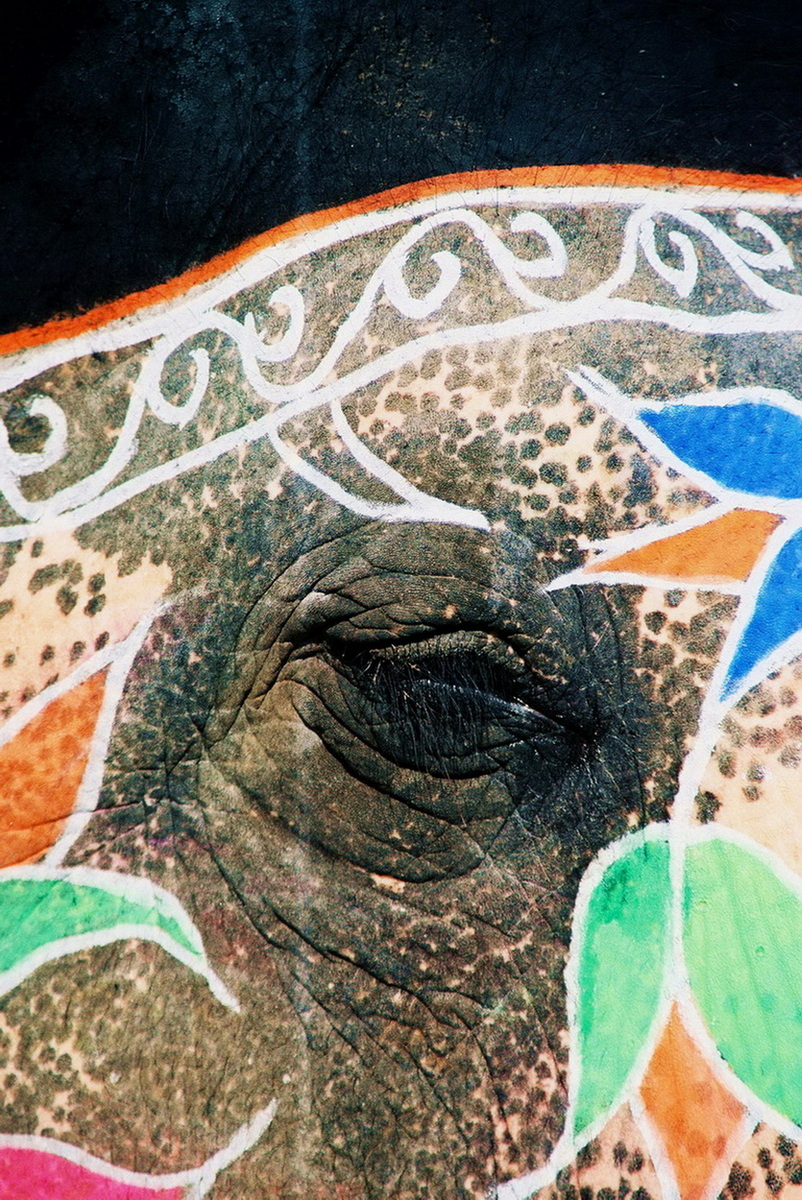 Elephant Eye  Rajasthan, India