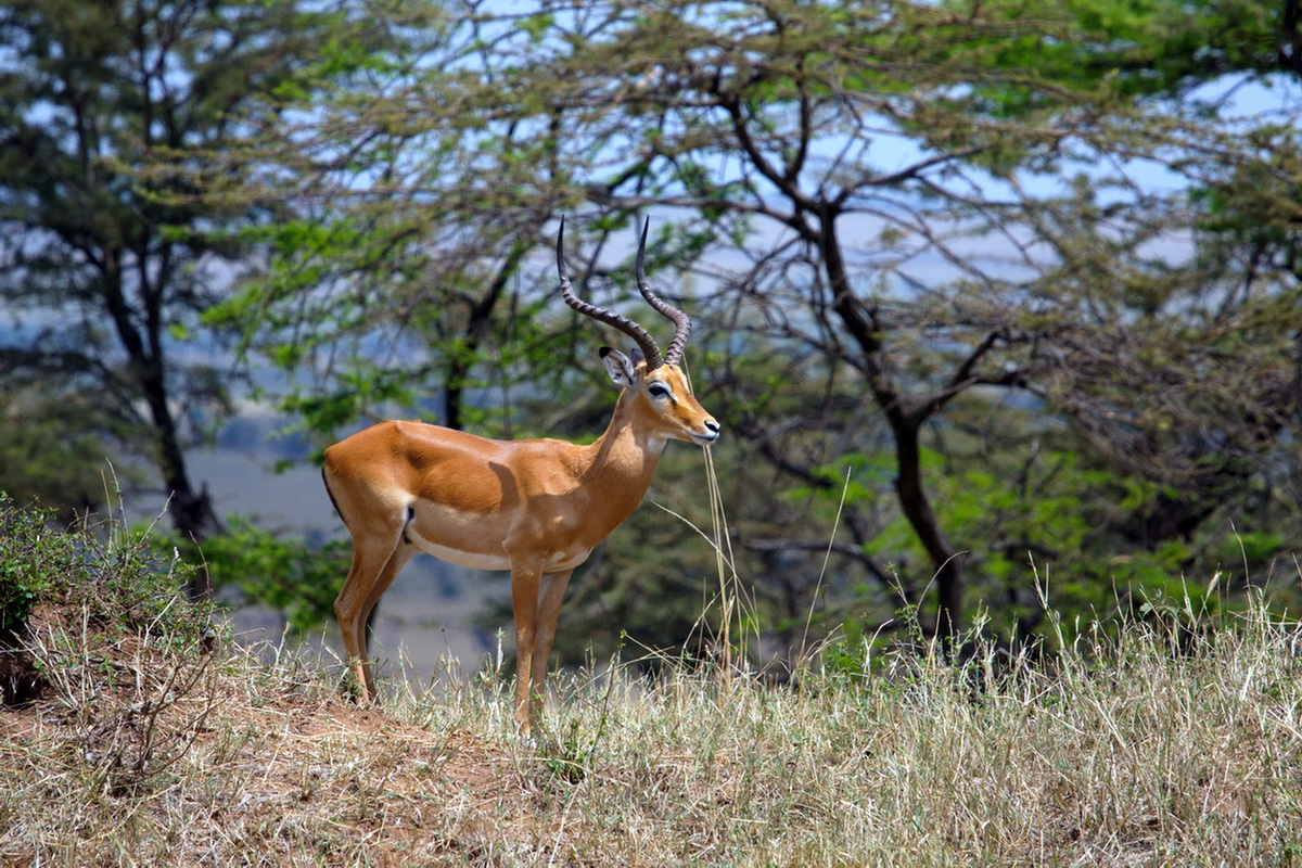 Impala  Tanzania, AF